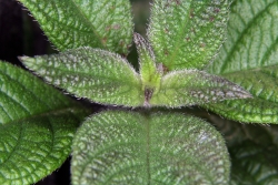 Sonnenwende (Heliotropium arborescens)  - Bltter