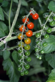 Tomate (Solanum lycopersicum) 