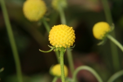 Goldkpfchen (Helenium aromaticum)