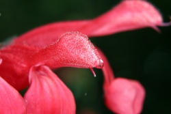 Guavensalbei (Salvia darcyi) 