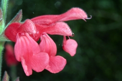 Guavensalbei (Salvia darcyi) 