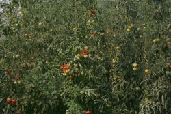 Tomate (Solanum lycopersicum)