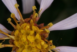 Groblttrige Aster (Eurybia macrophylla)