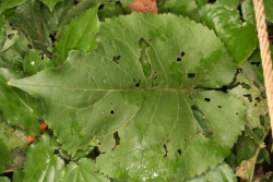 Groblttrige Aster (Eurybia macrophylla)