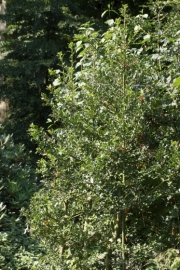 Europische Stechpalme (Ilex aquifolium)