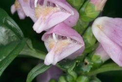 Lyons Schildblume (Chelone lyonii) 