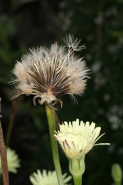 Weichhaariges Schwefelkrbchen (Urospermum dalechampii)