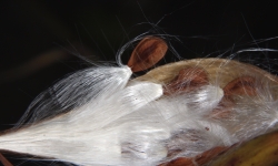Schwalbenwurz (Vincetoxicum hirundinaria)