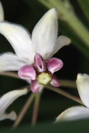 Baumwoll-Seidenpflanze (Asclepias fructicosa) 