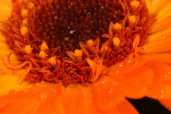Ringelblume (Calendula officinalis)