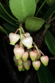 Westlicher Erdbeerbaum (Arbutus unedo) 