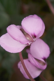 Europisches Alpenveilchen (Cyclamen purpurascens) 