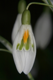 Kleines Schneeglckchen (Galanthus nivalis)  - Blte aufgeschnitten