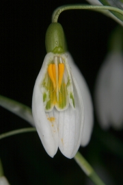 Kleines Schneeglckchen (Galanthus nivalis)  - Blte aufgeschnitten