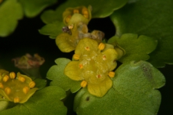 Wechselblttriges Milzkraut (Chrysosplenium alternifolium)