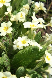 Stngellose Schlsselblume (Primula vulgaris) 