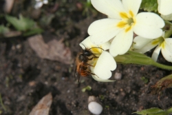 Stngellose Schlsselblume (Primula vulgaris) 