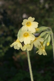Hohe Schlsselblume (Primula elatior) - Bltenstand