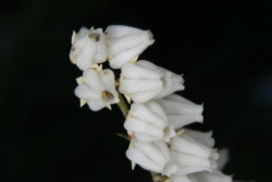 Torfgrnke (Chamaedaphne calyculata)