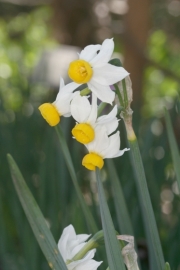 Miniaturtazette - Narzisse (Narcissus canaliculatus) 