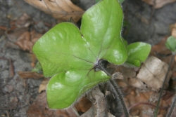 Leberblmchen (Anemone hepatica) 