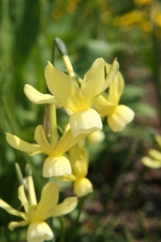 Engelstrnen-Narzisse (Narcissus triandrus) 