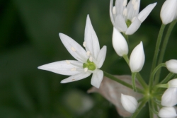 Brlauch (Allium ursinum) - Blte