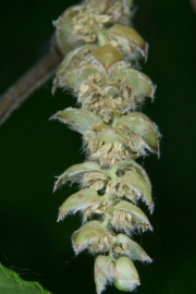 Hainbuche (Carpinus betulus)