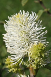 Erlenblttriger Federbuschstrauch (Fothergilla gardenii)