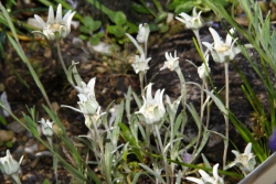 Edelweiß (Leontopodium alpinum)