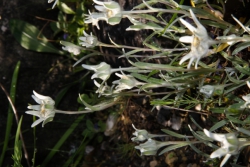 Edelwei (Leontopodium alpinum)