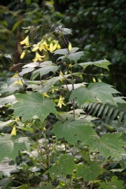 Japanische Wachsglocke (Kirengeshoma palmata)