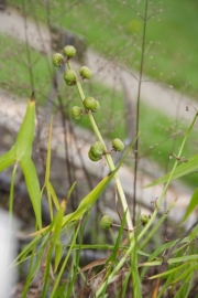 Breitblttriges Pfeilkraut (Sagittaria latifolia) 