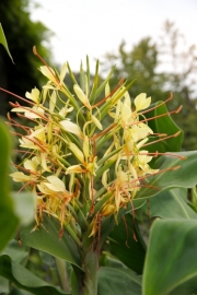 Kahili-Ingwer (Hedychium gardnerianum)  - Bltenstand