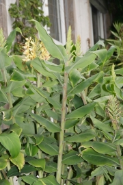 Kahili-Ingwer (Hedychium gardnerianum) 