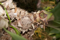 Kahili-Ingwer (Hedychium gardnerianum)  - Rhizom