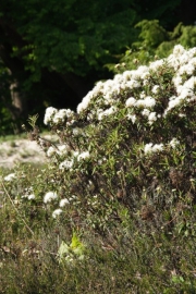Sumpfporst (Rhododendron tomentosum)
