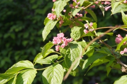 Garten-Weigelie (Weigelia hortensis)
