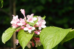 Garten-Weigelie (Weigelia hortensis)