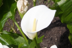Gewhnliche Calla (Zantedeschia aethiopica) 