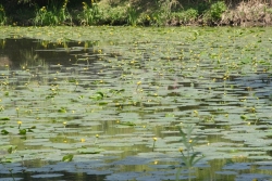 Gelbe Teichrose (Nuphar lutea)  - Teich mit gelben Teichrosen