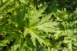 Riesen-Brenklau (Heracleum mantegazzianum) - Blatt