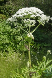 Riesen-Brenklau (Heracleum mantegazzianum)