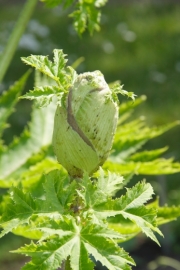 Riesen-Brenklau (Heracleum mantegazzianum)