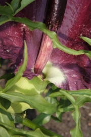 Gemeine Drachenwurz (Dracunculus vulgaris) 
