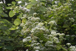 Weiße Natterwurz (Ageratina altissima)