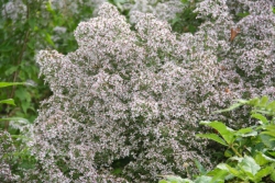 Herzblättrige Schleier-Aster (Symphyotrichum cordifolium)
