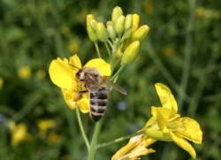 Raps (Brassica napus) - Bltenstand mit Honigbiene