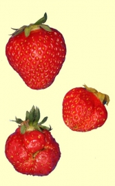 Garten-Erdbeere (Fragaria ananassa) - Frchte