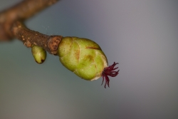 Gemeine Hasel (Corylus avellana)  - weibliche Blte